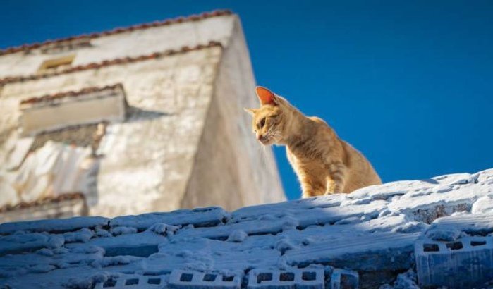 Drie maanden celstraf voor doodslaan kat in Tetouan
