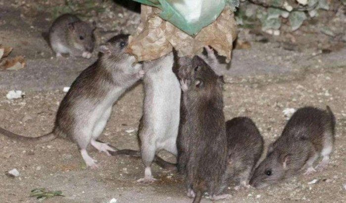 Casablanca gaat strijd aan met ratten