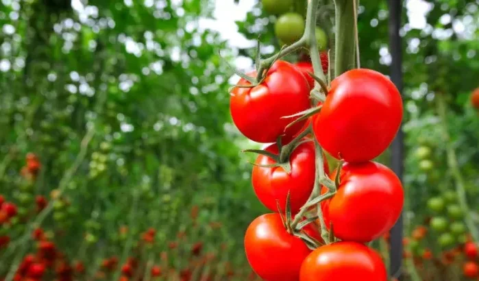 Marokkaanse tomaten getroffen door verwoestend virus