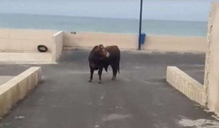 Chaos in Rabat na ontsnapping stier uit slachthuis (video)