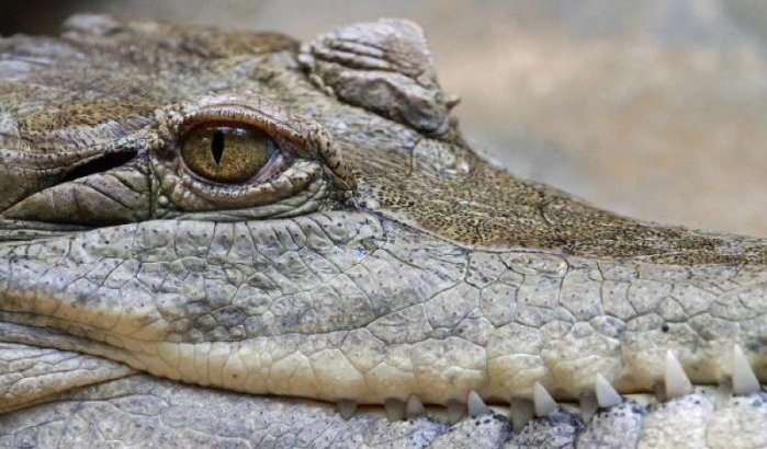 Krokodil Rabat loopt nog steeds