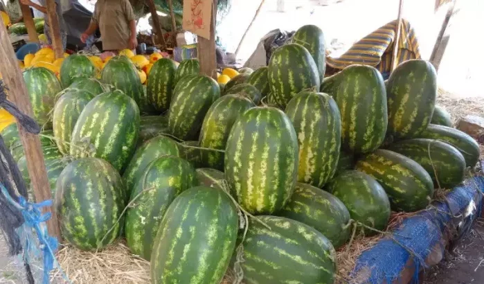 Watermeloenproductie problematisch in Marokko