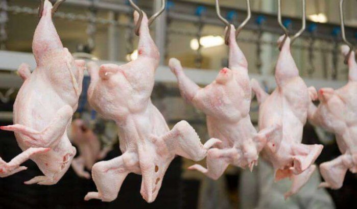 Marokko gaat kippenvlees uit Amerika importeren