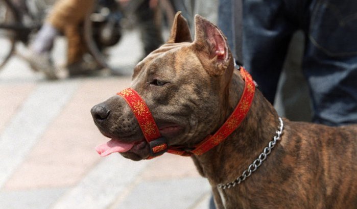 Marokko overspoeld door verboden honden
