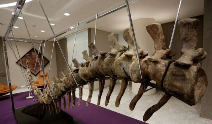 Marokko wil in Mexico te koop aangeboden dinosaurusskelet terug (foto's)