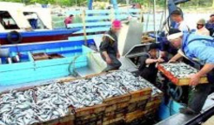 Zeven ton drugs verstopt in vis in Agadir 