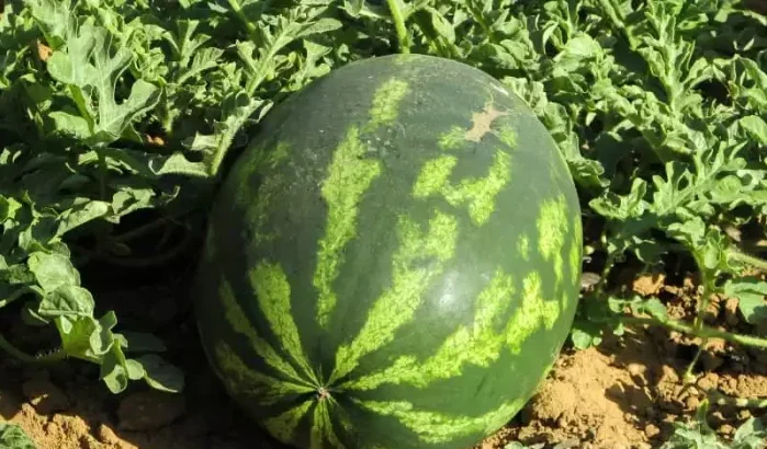 Marokko: nieuwe stad verbiedt de watermeloenenteelt