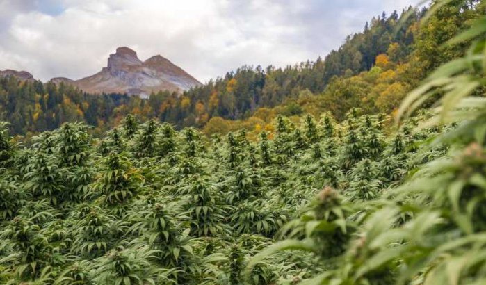 Marokko geeft invoervergunning voor cannabiszaden