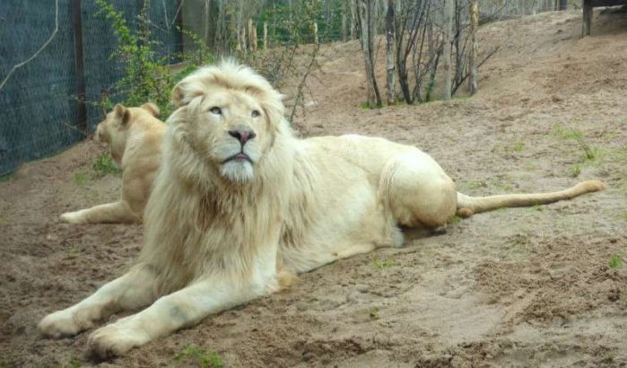 Eerste witte leeuw in dierenpark Rabat