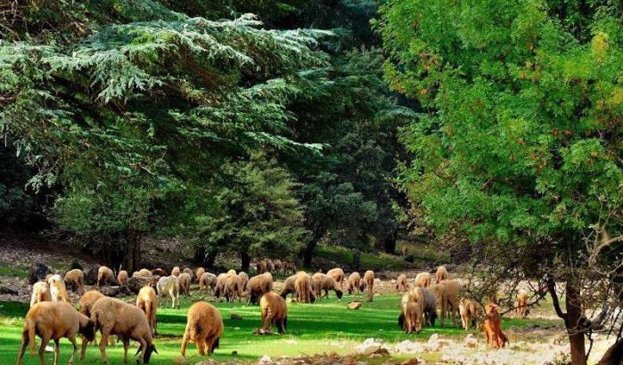 Marokko wil 500.000 hectare bos herplanten