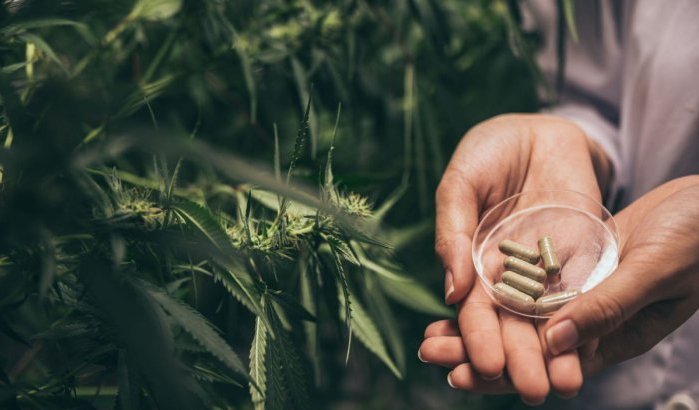 Pijn, angst, slapeloosheid? Marokkaanse artsen schrijven cannabis voor! 