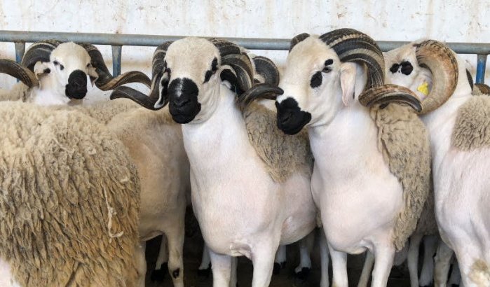 Eid ul-Adha 2024: schapen nog duurder!