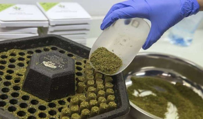 Europa moet helpen bij opzetten cannabis-industrie in Marokko