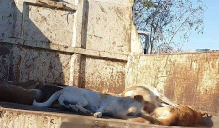 Marokko: slachting honden blijft doorgaan ondanks verbod