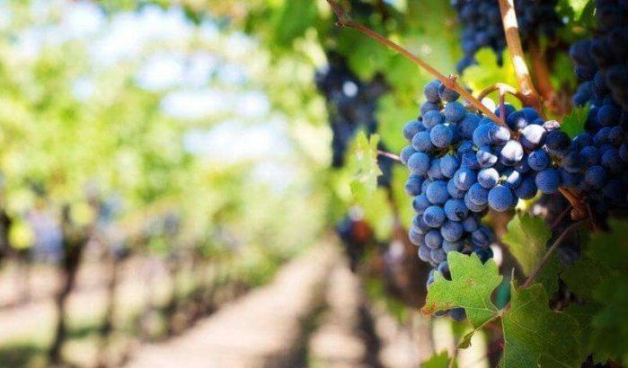 Marokko haalt meer dan 300 pesticiden uit de handel