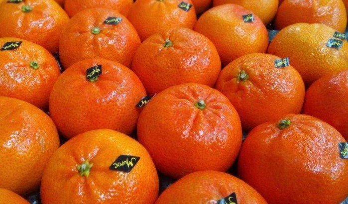 Marokko: export clementines daalt met 75%