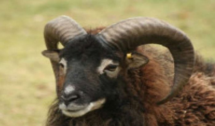 Israël koopt schapenhoorns in Marokko