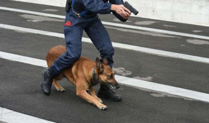 Marokko: politiehonden vinden 26 goudstaven