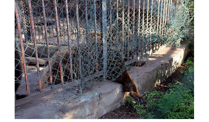 Zoo Ain Sebaa wreed met dieren 