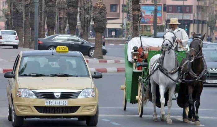 Marrakech trekt tientallen rijvergunning taxichauffeurs in