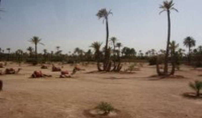 Meer dan 300 palmbomen verwoest door brand in Marrakesh 