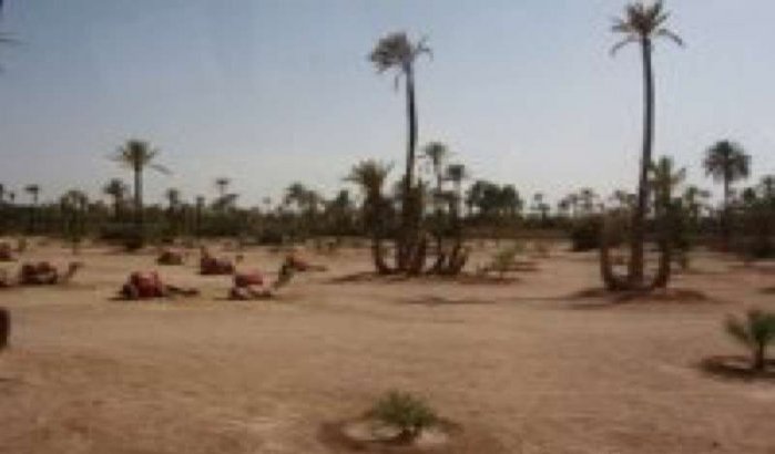 Meer dan 300 palmbomen verwoest door brand in Marrakesh 