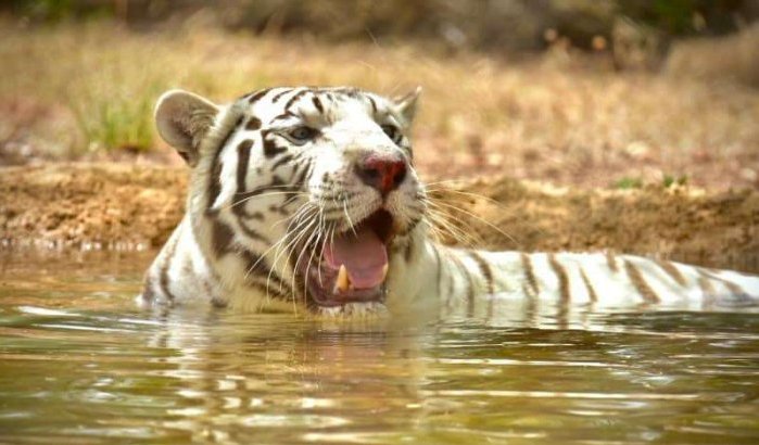 Dierentuin Rabat verwelkomt twee tijgers