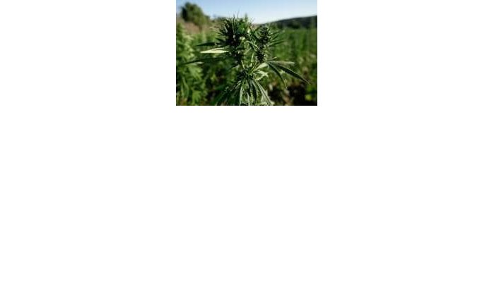 Marokkaanse ministerie verhuurt grond aan cannabiskwekers
