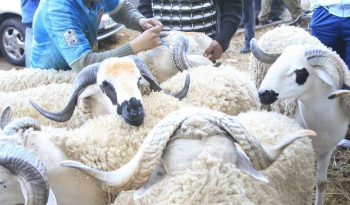 Steeds meer jonge Marokkanen weigeren Offerfeest te vieren