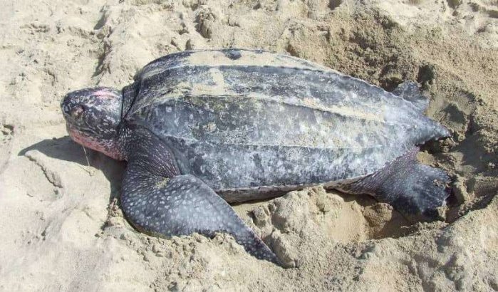 Marokkanen redden leatherback schildpad op strand (video)