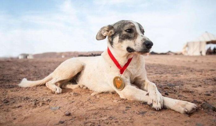 Marokko: hond is nieuwe ster Zandmarathon