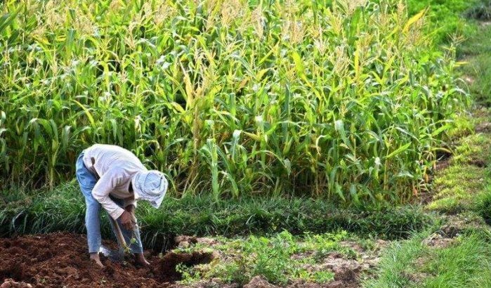 Mohammed VI maakt prioriteit van collectief grond en plattelandsontwikkeling