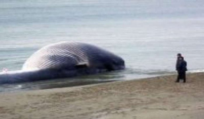 Walvissen aangespoeld in Safi en Agadir 