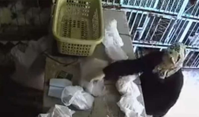 Bejaarde vrouw betrapt op diefstal in Marokko (video)