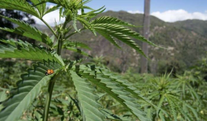 Cannabis: Koerden en Syriërs leggen irrigatie aan in Noord-Marokko