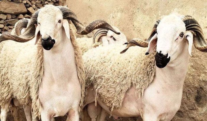 Marokko: Eid ul-Adha gaat gewoon door