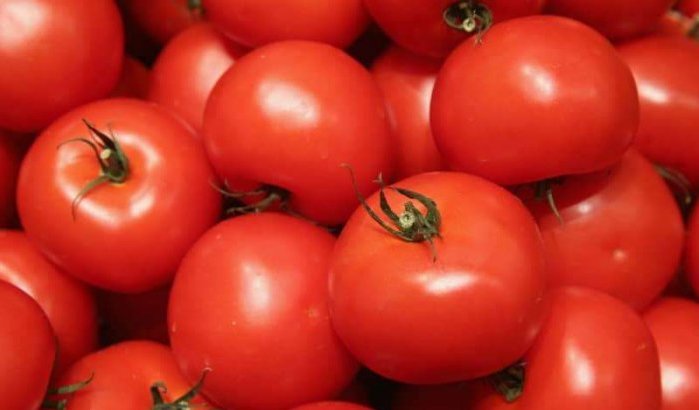 Exportboom Marokkaanse tomaten, fruit en groenten