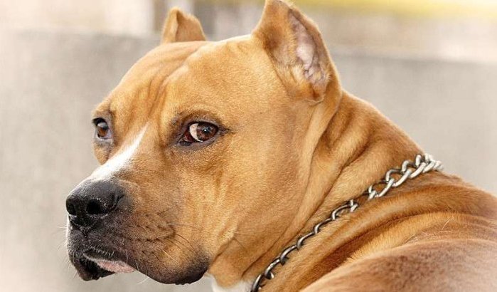 Pitbull valt politiemensen aan in El Jadida