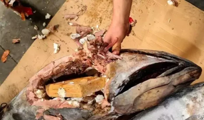 Cocaïne gevonden in ingewanden tonijn in Marokko