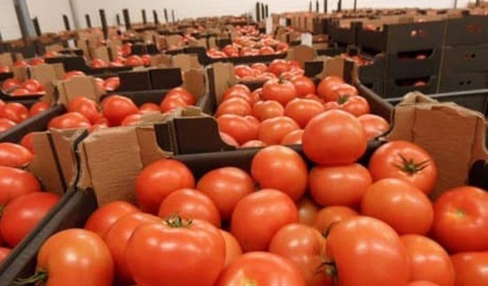 Nieuwe EU-regels bedreigen Marokkaanse tomatenexport