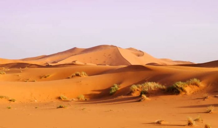 Fossielen oerossen en neushoorns gevonden in Sahara