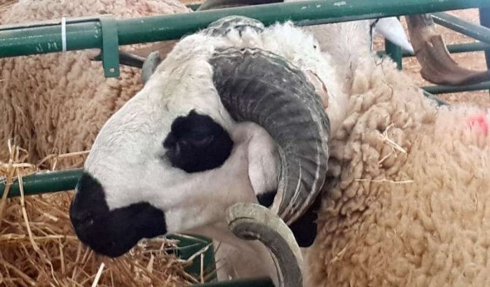 Marokko krijgt kritiek om vieren Offerfeest op zondag