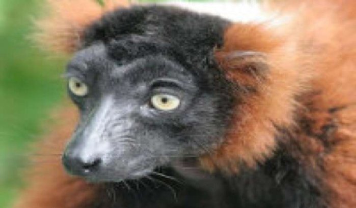 Zoo Rabat ontvangt bedreigde maki's 