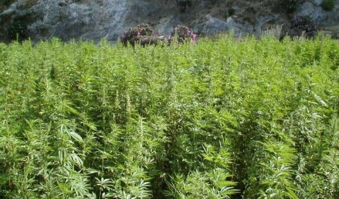 Marokko zet nieuwe stap naar cannabis-legalisering 