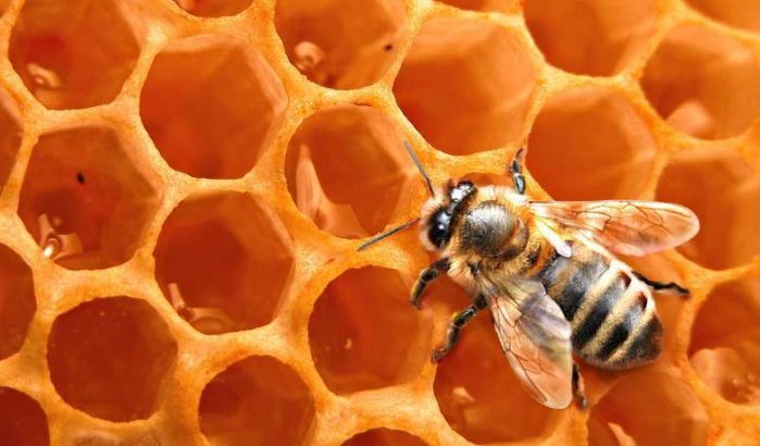 Man in Al Hoceima gebruikt begraafplaats als bijenboerderij