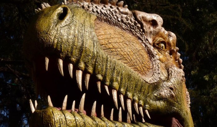 Unieke vondst: dinosaurustanden uit Marokko onderschept