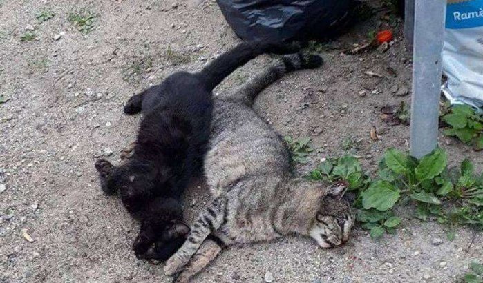 Marokko: twintigtal katten vergiftigd, dierenorganisaties woedend