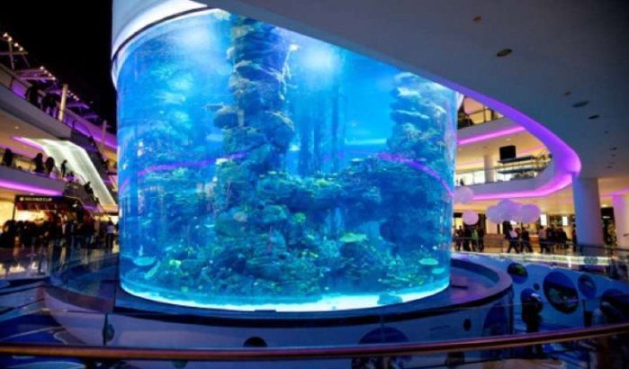 Ruim 2000 vissen aquarium Morocco Mall dood door zuurstofgebrek