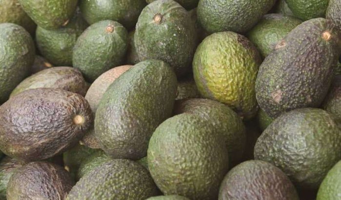 Marokko 11e avocadoproducent wereldwijd