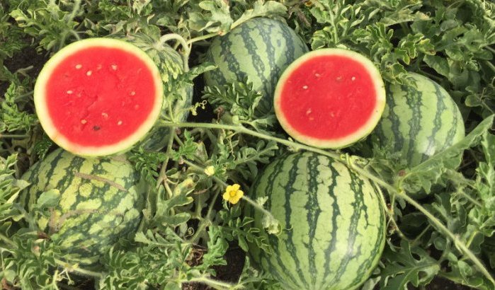 Marokko: teelt watermeloen verboden in meerdere steden
